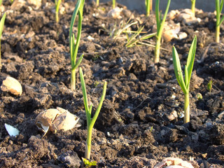 Garlic Sprouts