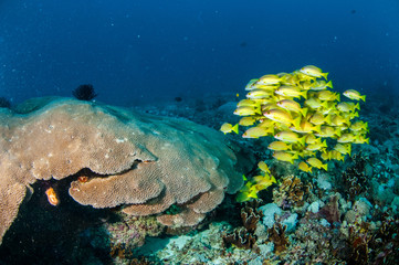 Schooling snapper in Gili,Lombok,Nusa Tenggara Barat underwater