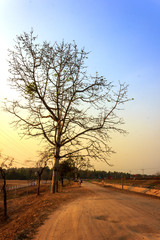 Fototapeta na wymiar Thailand Tree Sunset