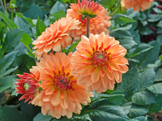 Dahlien