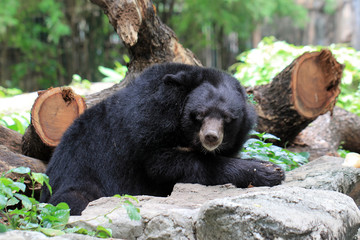 black bear