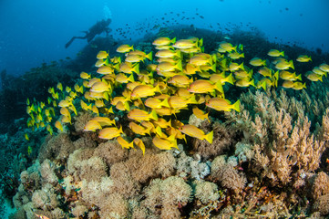 Fototapeta na wymiar Schooling snapper in Gili,Lombok,Nusa Tenggara Barat underwater