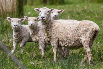 Naklejka na ściany i meble Farm Sheep