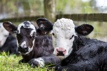 Two Calves