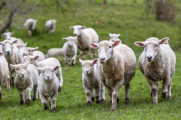 Fototapeta premium Sheep Lambs