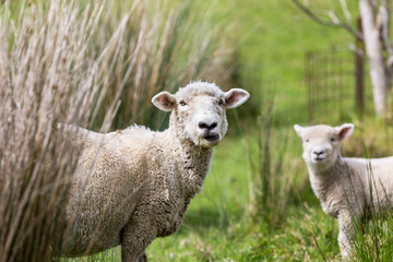 Obraz na płótnie Canvas Farm Sheep