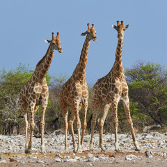 three giraffes in the Etosha National Park