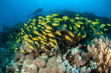 Fototapeta na wymiar Schooling snapper in Gili,Lombok,Nusa Tenggara Barat underwater