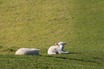 tired lambs © Patrik Stedrak