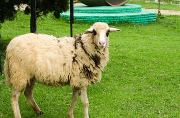 Sheep in a field of green grass on the farm