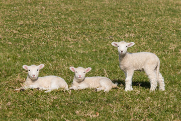 Fototapeta premium curious lambs