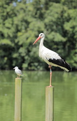 cigogne perchée