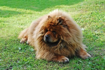 Obraz na płótnie Canvas Red chow chow dog on a green grass