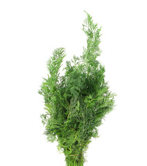 Close up of fresh dill.