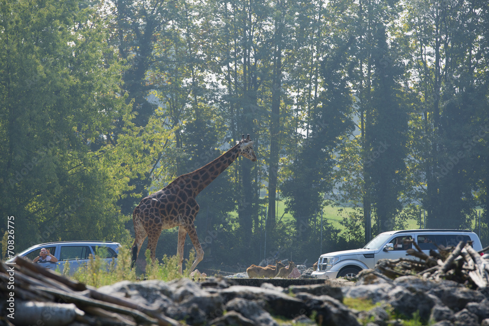 Sticker giraffe close to cars in a park