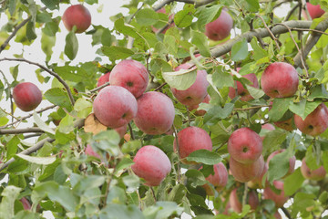 Урожайное дерево