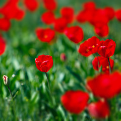 Obraz premium Field of red tulips