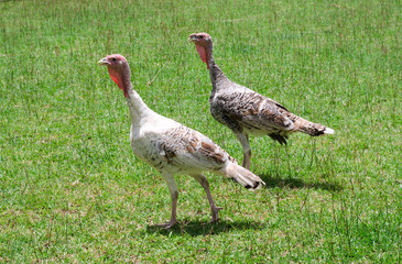 Turkey in green grass on sunny afternoon