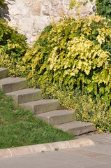 Stone stairs against the wall in the green garden
