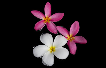 Frangipani, Dok Champa