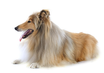 rough collie