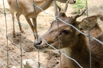 deer in farm at Chiang Rai,Thailand