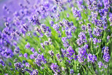 Obraz premium lavender