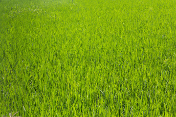 Obraz na płótnie Canvas Green rice fields