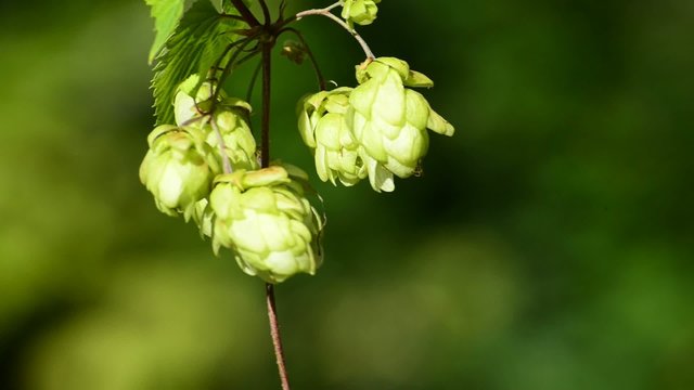 Hopfen,reife Zapfen