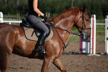 Chestnut sport horse portrait in summer