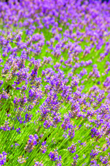 Obraz premium Lavender flowers field