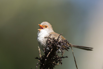 Fairy Wren female
