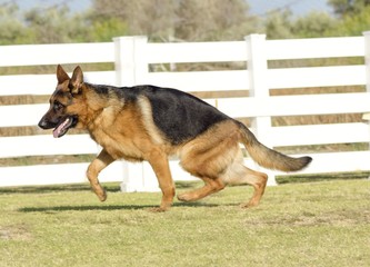 German Shepherd Dog