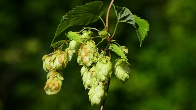 Hopfen, reife Zapfen