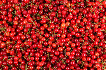 fresh gathered cherries background