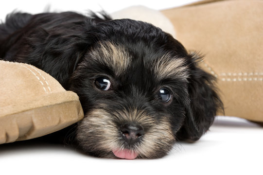 Cute havanese puppy dog is waiting for her owner