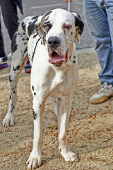 A large Great Dane dog standing with leash.