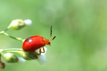 ladybug on a green leaf macro