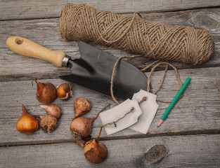 Planting bulbs tulips