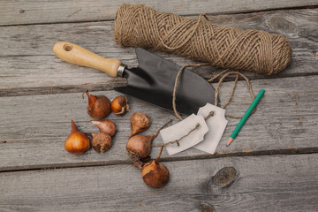 Planting bulbs tulips