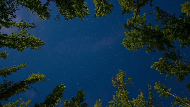 Noche en el bosque con estrellas