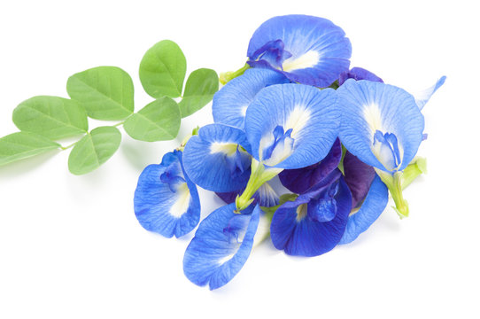 Clitoria ternatea or aparajita flowers on white background.
