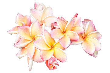 Frangipani flower isolated on white with clipping path.