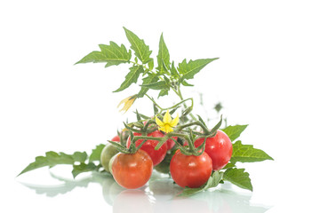 organic cherry tomatoes