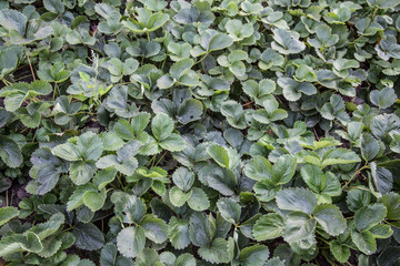 strawberry field as a background