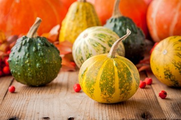 decorative colored mini pumpkins