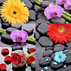 Kwiaty na kamieniach bazaltowych - obrazy, fototapety, plakaty