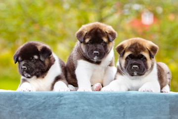 three american akita puppies