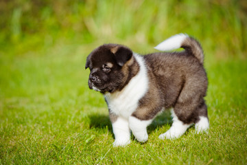 adorable puppy walking