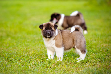 american akita puppy © otsphoto